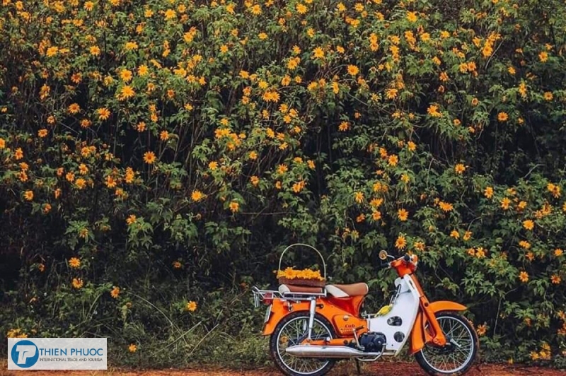 Cung đường ngắm hoa dã quỳ nổi tiếng ở Đà Lạt