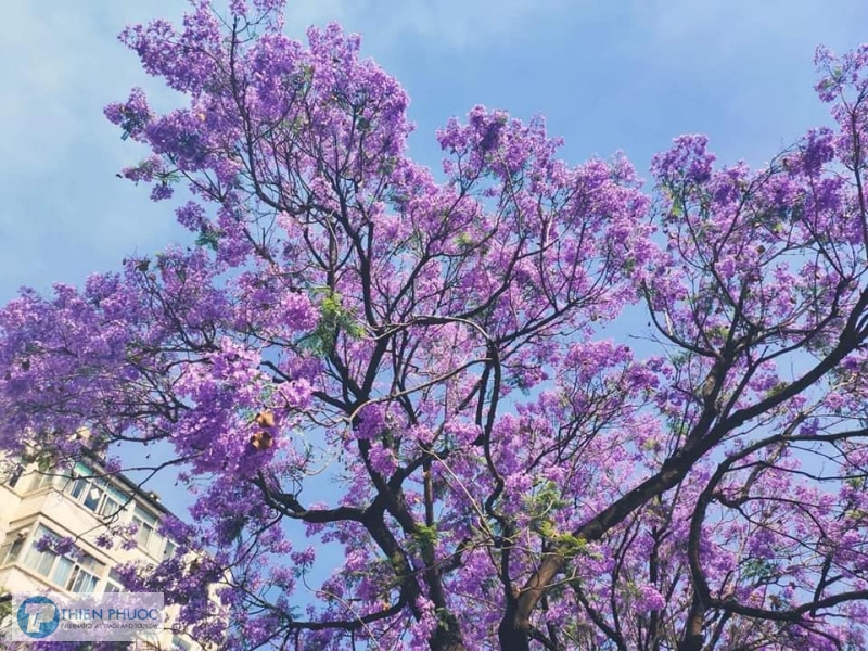 Checkin rừng hoa tím siêu đẹp ở Vân Nam, Trung Quốc