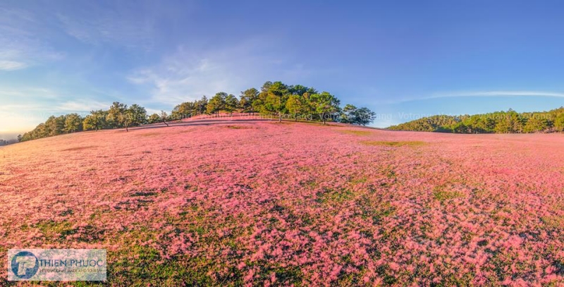Mê mẩn mùa cỏ hồng ở Đà Lạt