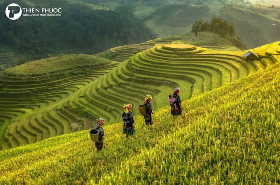 Du lịch Mù Cang Chải: Khám phá vẻ đẹp hùng vĩ của núi rừng Tây Bắc Việt Nam